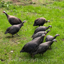 Load image into Gallery viewer, Royal Purple Guinea Fowl (Day Old Chick)
