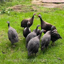 Load image into Gallery viewer, Royal Purple Guinea Fowl (Day Old Chick)
