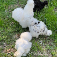 Load image into Gallery viewer, Silkie -Day Old Chick
