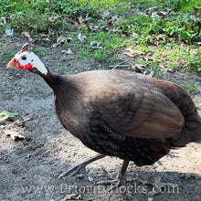 Load image into Gallery viewer, Royal Purple Guinea Fowl (Day Old Chick)
