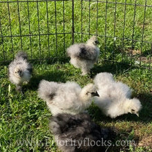 Load image into Gallery viewer, Silkie -Day Old Chick
