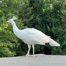 Load image into Gallery viewer, White Peafowl (Peachick)
