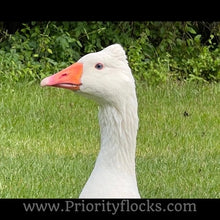 Load image into Gallery viewer, Roman Tufted Goose (4 Hatching Eggs)
