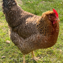 Load image into Gallery viewer, German Bielefelder (Auto Sexed) - Hatching Eggs
