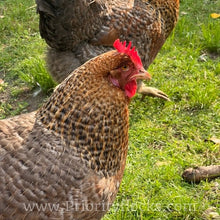 Load image into Gallery viewer, German Bielefelder (Auto Sexed) - Hatching Eggs
