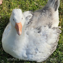 Load image into Gallery viewer, Roman Tufted Goose (4 Hatching Eggs)
