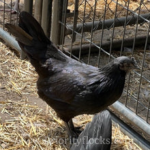 Load image into Gallery viewer, Ayam Cemani - Hatching Eggs
