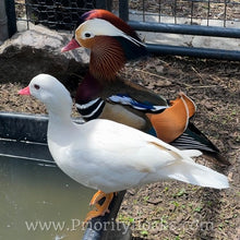 Load image into Gallery viewer, White Mandarin Duck (Young Adult)
