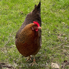 Load image into Gallery viewer, German Bielefelder (Auto Sexed) - Hatching Eggs

