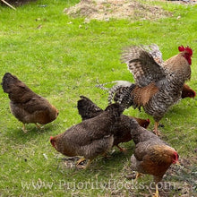 Load image into Gallery viewer, German Bielefelder (Auto Sexed) - Hatching Eggs
