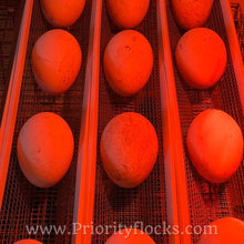 Load image into Gallery viewer, Pilgrim Goose (Gosling)
