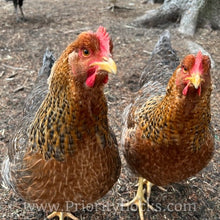 Load image into Gallery viewer, German Bielefelder (Auto Sexed) - Hatching Eggs
