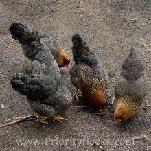 Load image into Gallery viewer, German Bielefelder (Auto Sexed) - Hatching Eggs
