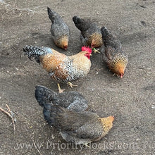 Load image into Gallery viewer, German Bielefelder (Auto Sexed) - Hatching Eggs
