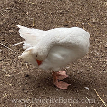 Load image into Gallery viewer, Roman Tufted Goose (4 Hatching Eggs)
