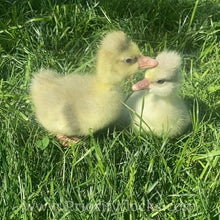 Load image into Gallery viewer, Roman Tufted Goose (4 Hatching Eggs)
