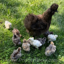 Load image into Gallery viewer, Silkie -Day Old Chick
