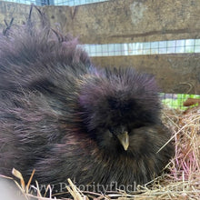 Load image into Gallery viewer, Silkies - Hatching Eggs
