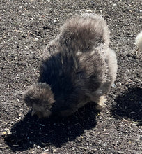 Load image into Gallery viewer, Silkie (Gallus gallus)
