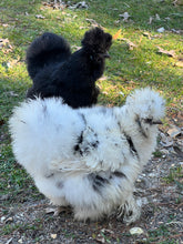 Load image into Gallery viewer, Silkie (Gallus gallus)
