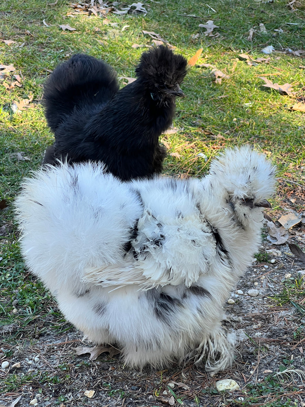 Silkie (Gallus gallus)