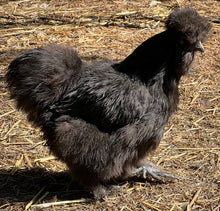 Load image into Gallery viewer, Silkie (Gallus gallus)
